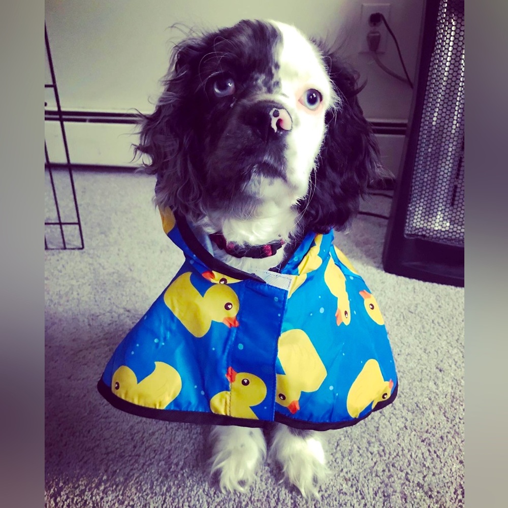 Puppy rain coat